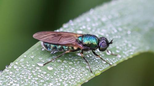 Réf. 252 802 : Chloromyia formosa